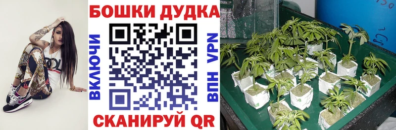 где можно купить   Тобольск  МАРИХУАНА Amnesia 